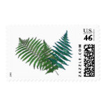 Fern Trio Postage Stamp