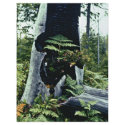 Ferns and Tree Stump flyers