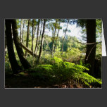 ferns at farr lake cards