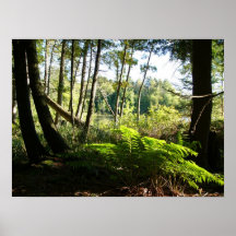 ferns at farr lake posters