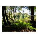 ferns at farr lake posters by whitebirch ferns at farr lake posters