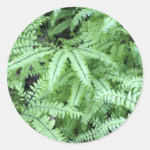 Ferns Close Up Sticker