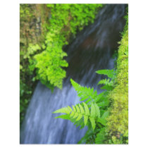 Ferns Flyer