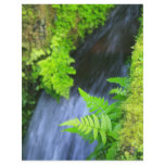 Ferns flyers