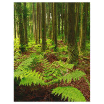 Ferns in the forest personalized flyer
