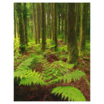 Ferns in the forest flyers
