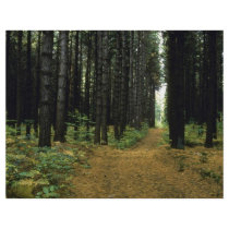 Ferns in the forest custom flyer