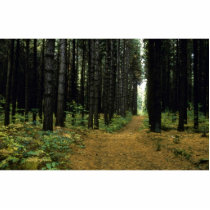 Ferns in the forest cut outs