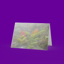Ferns in the Mist - Haleakala, Maui cards by Maia Ferns in the Mist - Haleakala, Maui cards