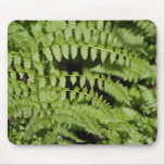 Ferns