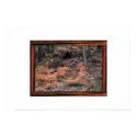 Ferns Of Autumn posters