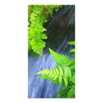 Ferns Personalized Photo Card