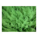 Ferns posters by Pixel1 Ferns posters
