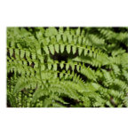 Ferns