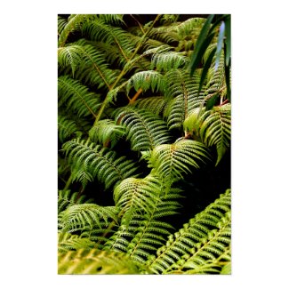 Ferns print
