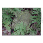 Ferny Stone cards