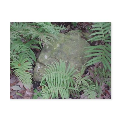 Ferny Stone Post Card by smilodonart