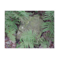 Ferny Stone postcards