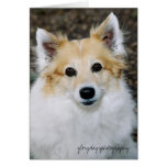 ferocious, glorydaysphotography cards