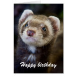 Ferret birthday card cards