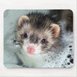 ferret bubble bath mouse mats