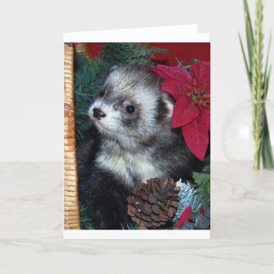 Ferret Christmas Card