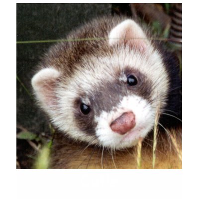 Ferret, Cutie T Shirts by Seancho