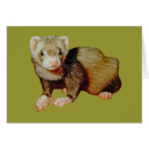 Ferret Drawing cards