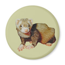 Ferret Drawing magnets
