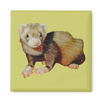 Ferret Drawing magnets