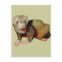 Ferret Drawing postcards