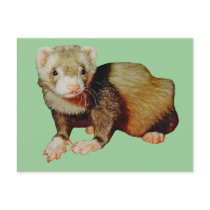 Ferret Drawing postcards