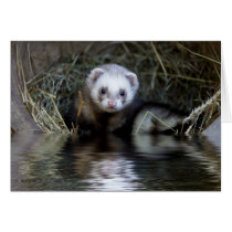 Ferret home by water in a pot cards