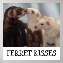 Ferret Kiss