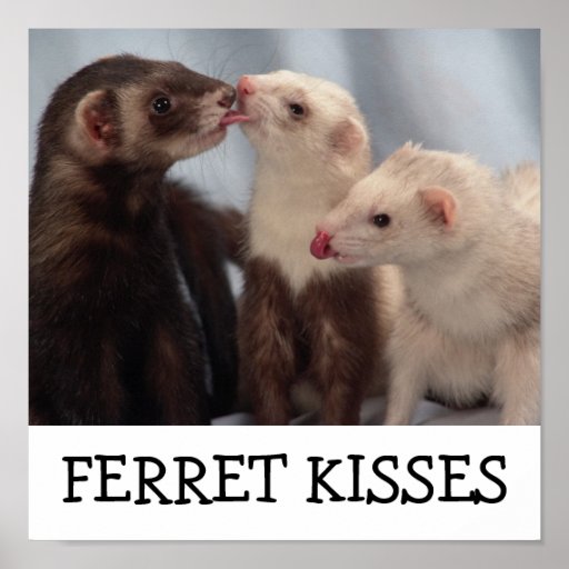 Ferret Kisses Print