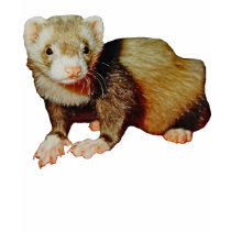 Ferret Ladies Baby Doll T-Shirt