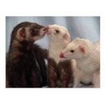 Ferret Love Postcard postcards