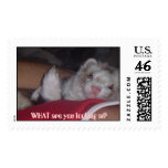 Ferret on my side postage