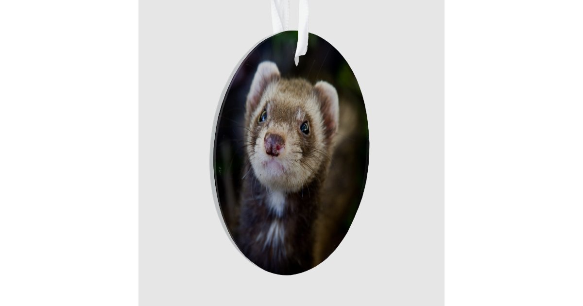 ferret ornament zazzle ferret ornament zazzle