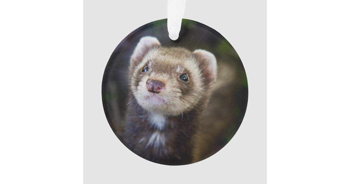 ferret ornament zazzle ferret ornament zazzle