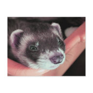 Ferret postcard