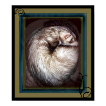 Ferret Poster posters