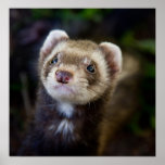 Ferret Posters
