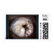 ferret stamps