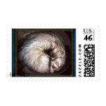ferret stamps