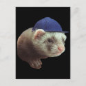 Ferret Wearing Hat postcard