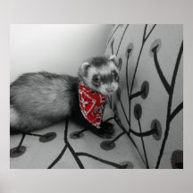 Ferret With Red Bandana Poster