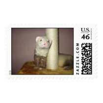 Ferrets Postage Stamps