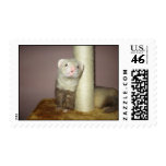 Ferrets postage