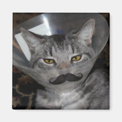 ferris mewler Magnet